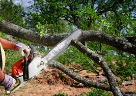 Trusted Prospect Park, PA  Tree Services Experts