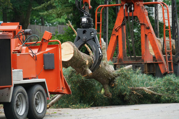 How Our Tree Care Process Works  in  Prospect Park, PA